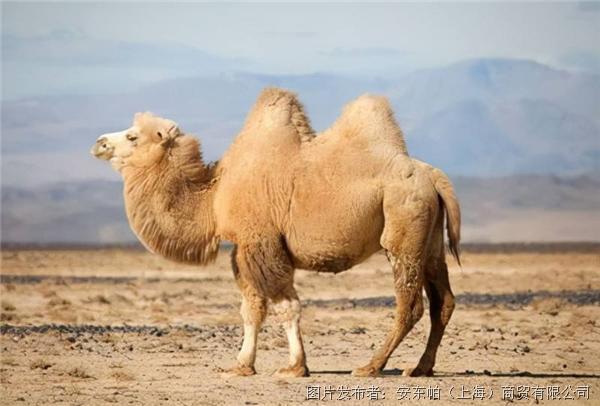 骆驼.jpg