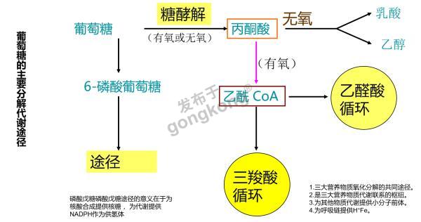 糖類分解代謝的三大途徑:糖酵解途徑(emp),有氧氧化,磷酸戊糖途徑(ppp